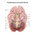 thumbnail image 2 of Anatomy of human brain stem and cranial nerves. Poster Print by Alan Gesek/Stocktrek Images, 2 of 2