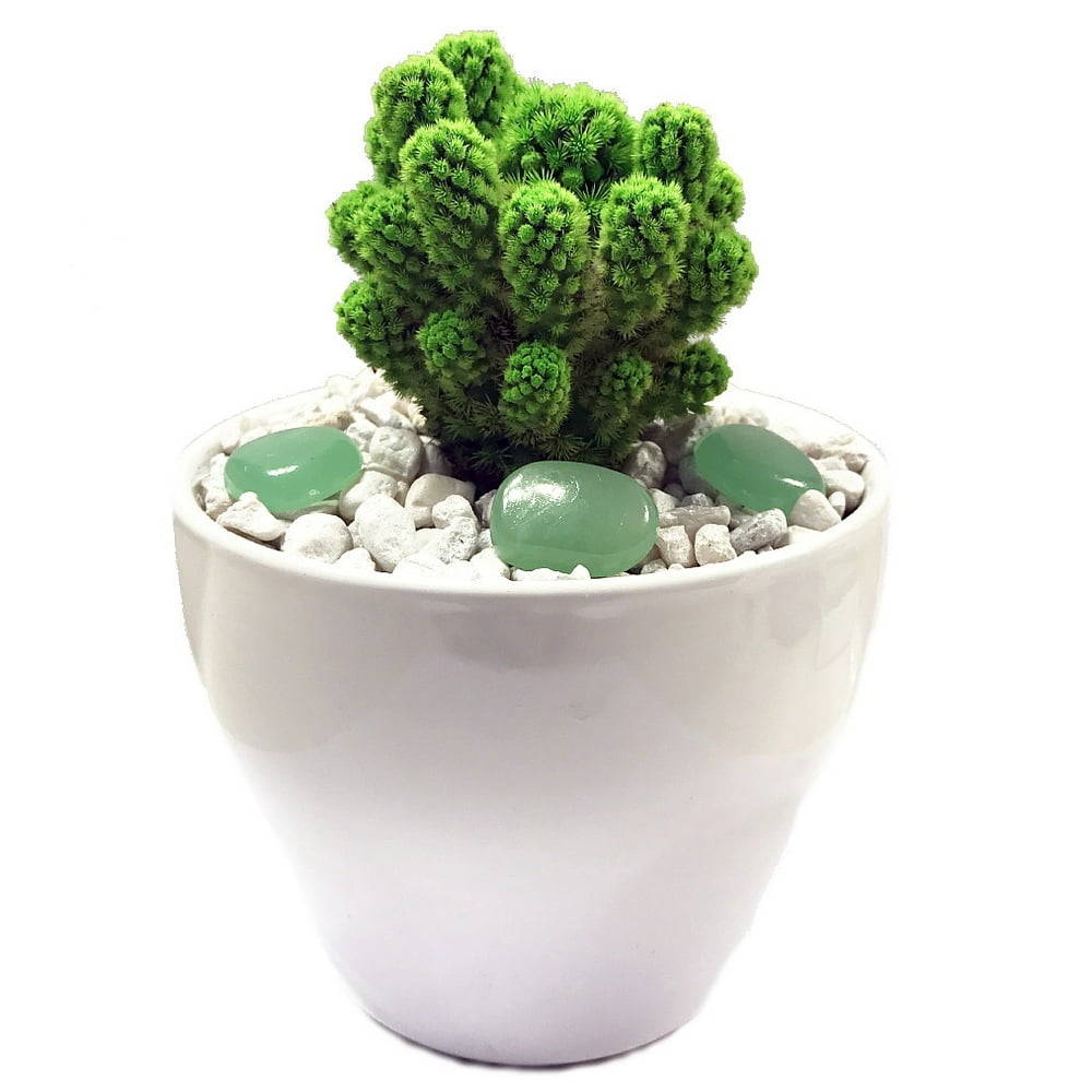 Emerald Green Living Desert Jewel Cactus + Mystic Moon Glow Rocks 4 ...