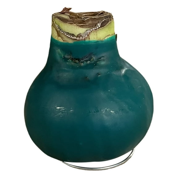 Waxed Amaryllis Bulb - Green, Blooms Red - Easy Care - No Watering Needed! Beautiful Holiday Decor