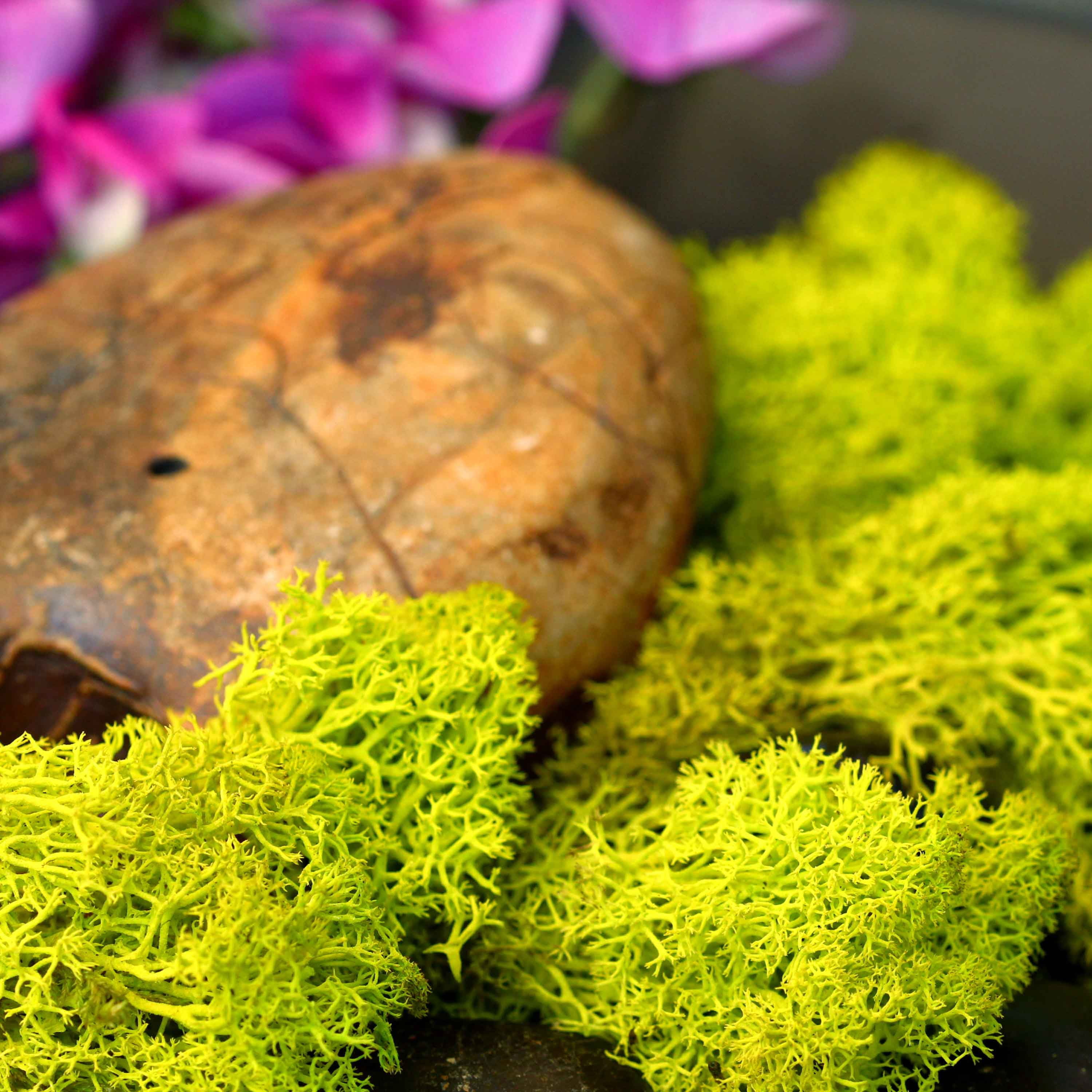 ProFlora Preserved Reindeer Moss, Chartreuse Green
