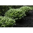thumbnail image 2 of 2 Gallon (7.5L) Patriot Hosta, 2 of 4