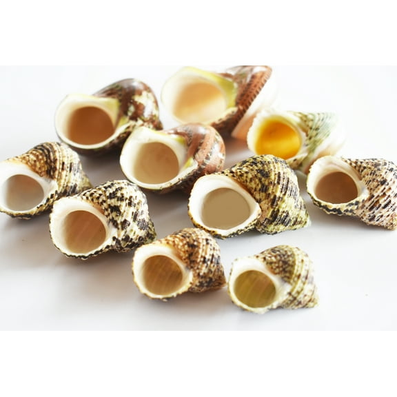 Select 10 Hermit Crab Shells Deluxe Turbo Changing Seashells MEDIUM 1"-2" Size (opening size 5/8" - 1") Beautiful Aquarium Decor