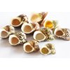Select 10 Hermit Crab Shells Deluxe Turbo Changing Seashells MEDIUM 1"-2" Size (opening size 5/8" - 1") Beautiful Aquarium Decor