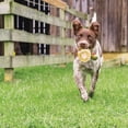 thumbnail image 5 of Juguete para perros PetSafe Busy Buddy Squeeze Meeze Latex Turkey, 5 of 5