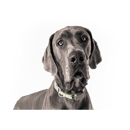 Whistle GO Explore Dog GPS Tracking Device and Pet Health Monitoring, Grey