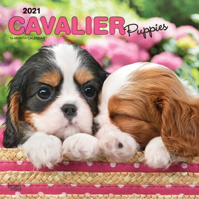 cavalier king charles spaniel drinking lots of water