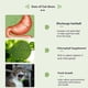thumbnail image 4 of Bandeja de cultivo sin suelo para mascotas, para invernadero, hidroponía, para germinación de plantas, reutilizable, color verde, 4 of 5