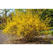 Kumson Forsythia - Forsythia viridissima - Quart Pot