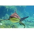thumbnail image 2 of Approaching Shark Wall Mural by Wallmonkeys Peel and Stick Graphic (24 in W x 16 in H) WM92645, 2 of 4