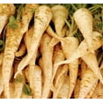 thumbnail image 5 of 210 Seeds| Early Harris Model Parsnip Seeds, - Authentic Seeds ~ GMO Free ~ Seeds~Flower seeds~Vegetable seeds~Asian Garden~Herbs B5G1 #7033, 5 of 5
