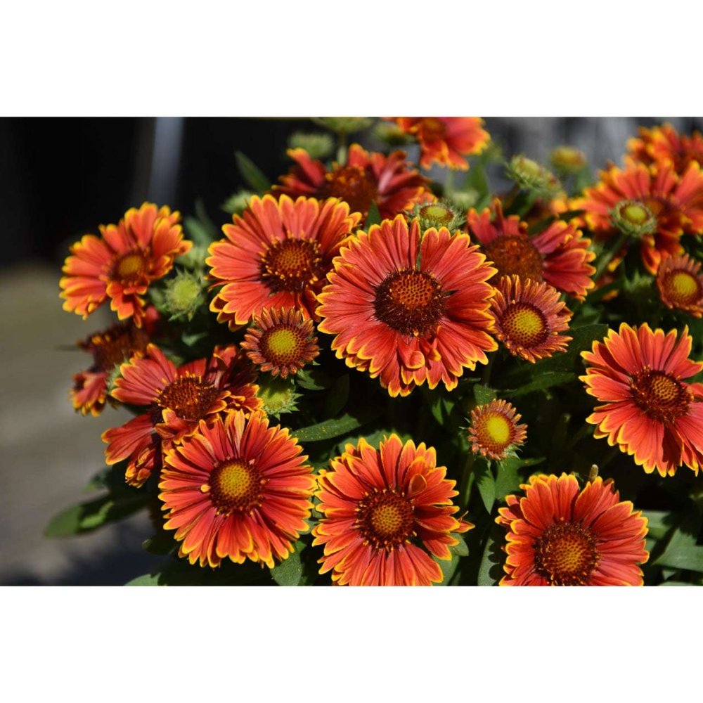 Spin Top Yellow Touch Blanket Flower Gaillardia Live Plant Gallon