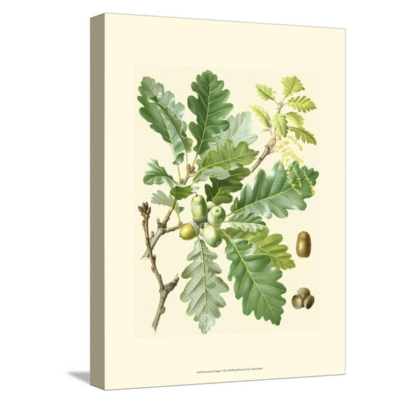 Art.com Acorns & Foliage I Stretched Canvas Print Wall Art, 12" x 16"