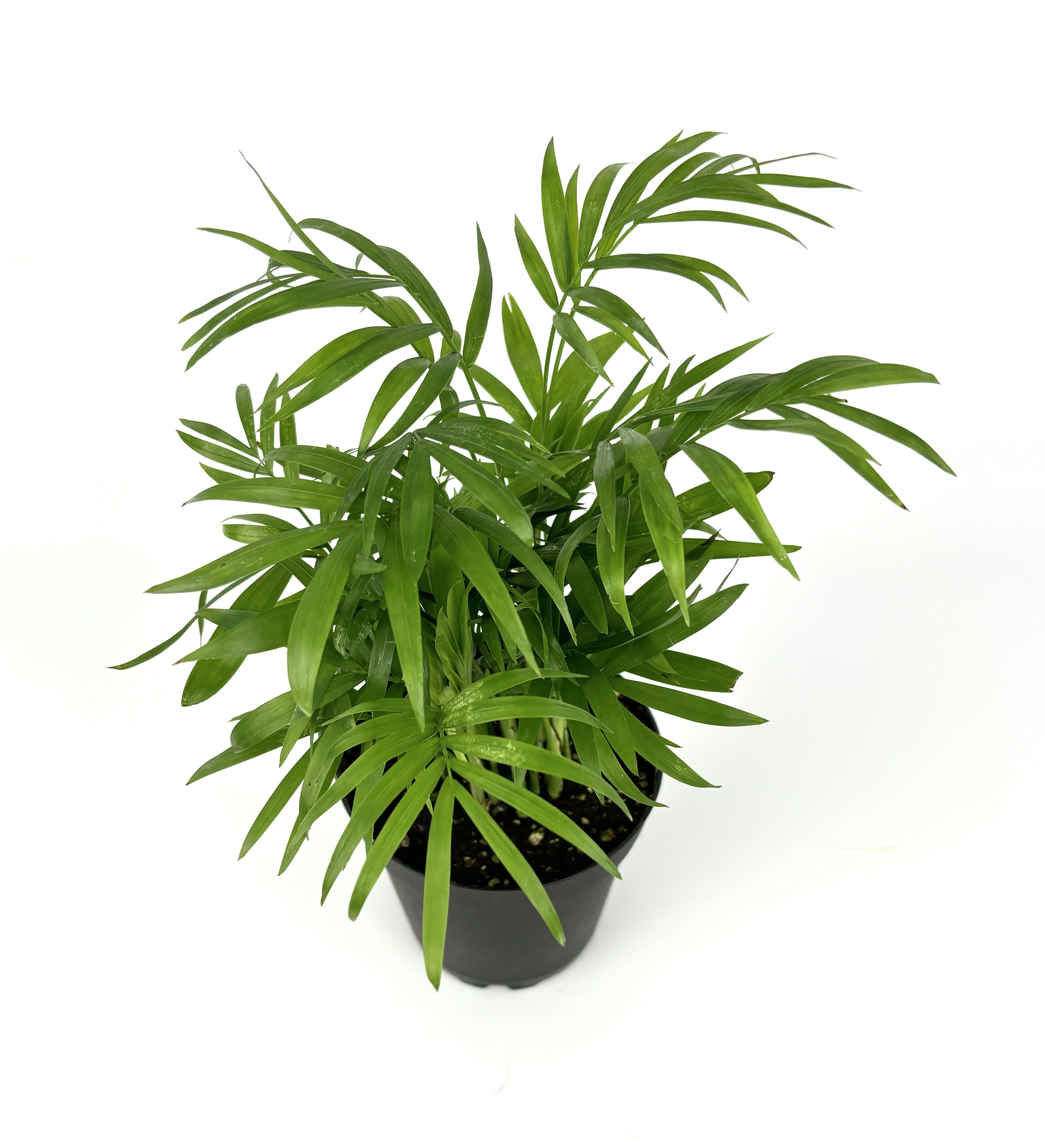 CTS Air Plants Parlor Palm - Thumbnail 3