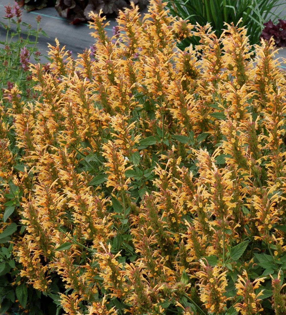 agastache kudos gold
