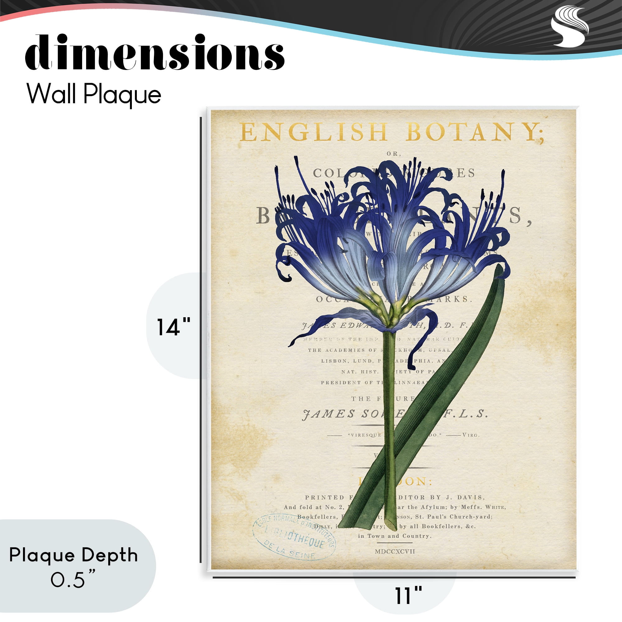 Stupell Industries English Botany Blue Floral Wall Plaque Art, design by Susan Arnot