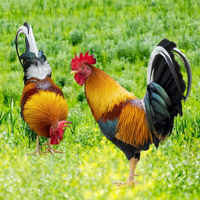 Estacas de estatua de animales de pollo, adornos de pollo acrílicos realistas, estatua de jardín de pollo para el hogar, decoración de pollo al aire Estilo AB