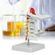 thumbnail image 4 of Columna cervical de tamaño natural con nervios y arterias vértebra cervical Arteria Columna vertebral Nervios espinales Modelo anatómico 1: 1 Modelo anatómico de vértebra ANGGREK Otros, 4 of 7