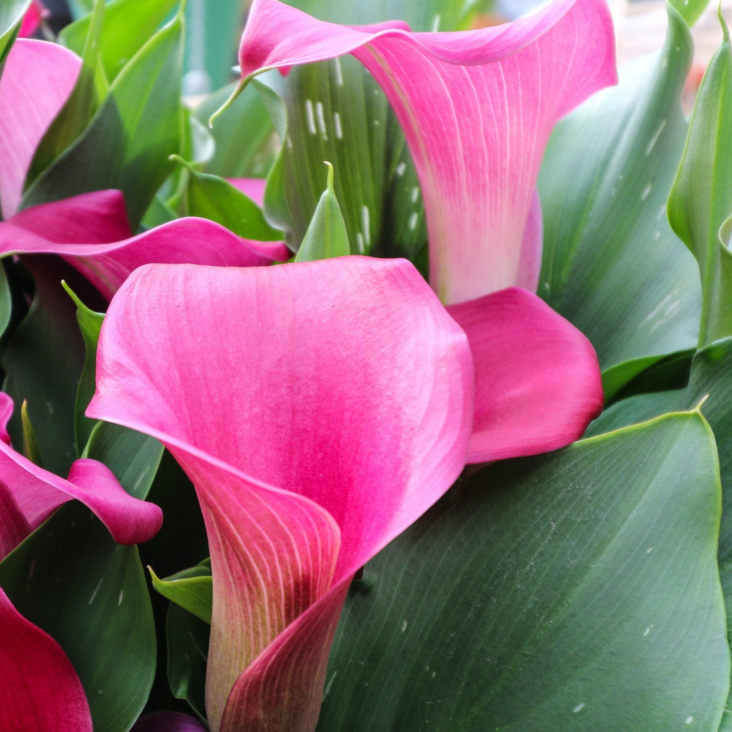 National Plant Network Calla Lily Zazu Bulbs (3-Pack)