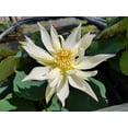 thumbnail image 5 of 5 Rare Seeds| Song Of The Moon Lotus Seeds - Indian Lotus (Nelumbo nucifera) Seeds - Flower Seeds - B3G1 #Q030, 5 of 5