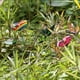 thumbnail image 5 of Ganfancp 50Pcs Palo Tridimensional de La Capa de Simulación de Pvc Fiesta Jardín Decoración Al Aire Libre Liquidación Paquete de 50 Insertos de Mariposa Unipolares, 5 of 7