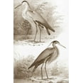 thumbnail image 2 of Unknown 23x32 Gold Ornate Wood Framed with Double Matting Museum Art Print Titled - Sepia Water Birds III, 2 of 4