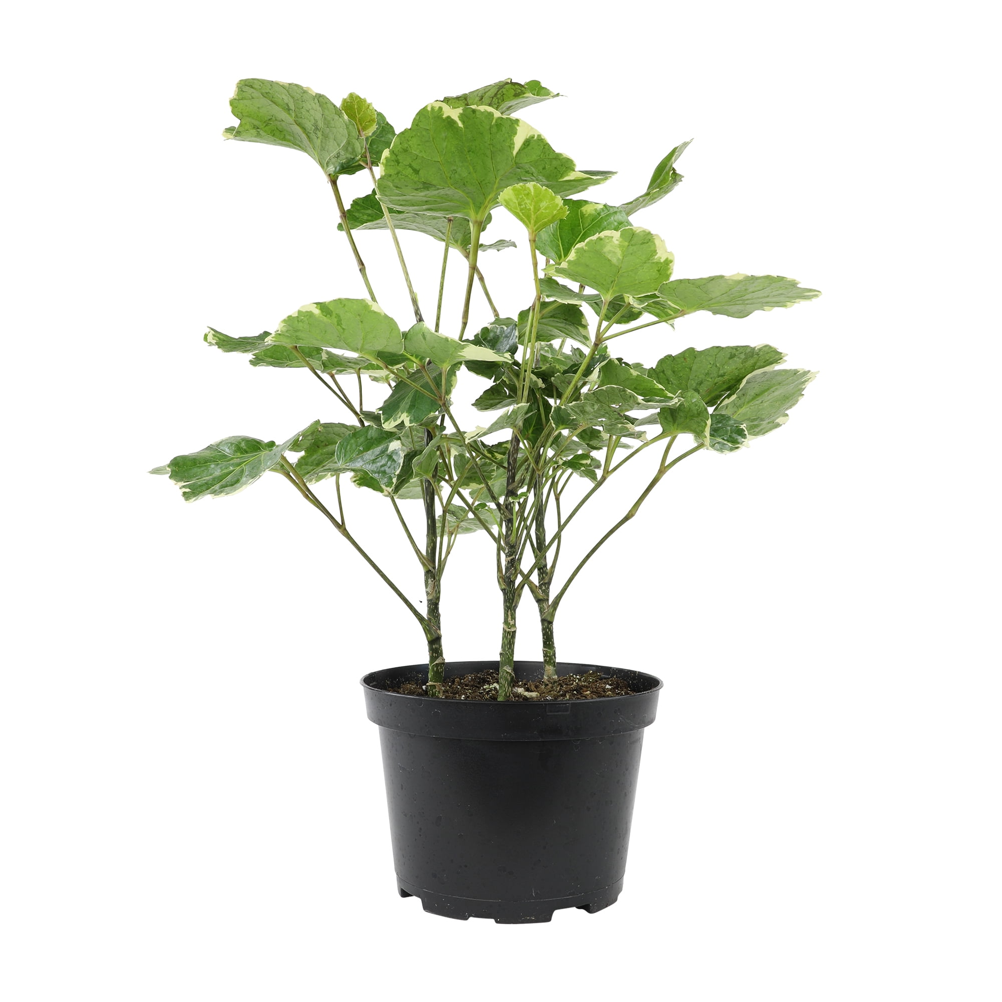 Variegated Dinner Plate, Aralia | 6in Pot | Easy Houseplant, Partial Sun | Element by Altman Plants