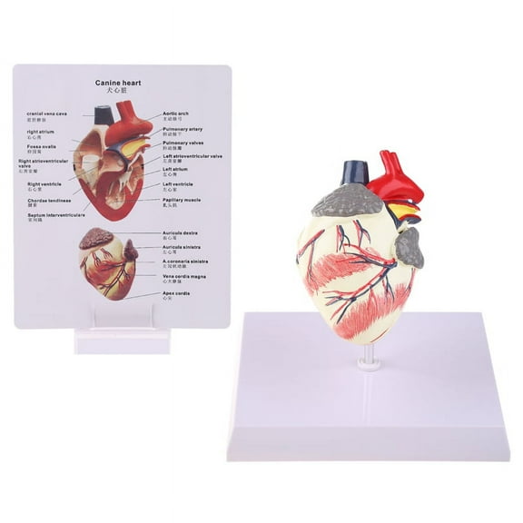 Dog Heart Anatomy Model Canine Pet Organ Study Teaching Aid Education