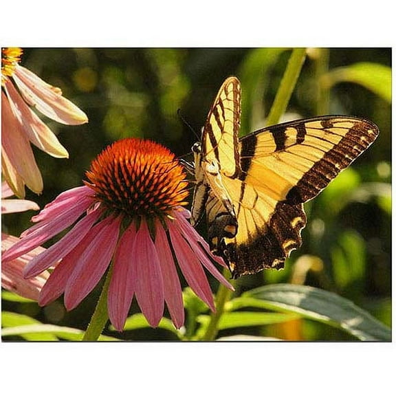 Trademark Fine Art "Butterfly I" Canvas Art by Patty Tuggle, 24" x 32"