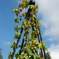 thumbnail image 3 of Cascade Hops Vine Dormant Bare Root Starter Plant - 1 starter plant per offer, 3 of 5