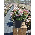 thumbnail image 4 of Rhododendron yak. 'Princess' (Rhododendron) Evergreen, light pink flowers that ages to white, #2 - Size Container, 4 of 4