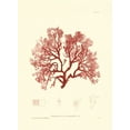 thumbnail image 2 of Vision Studio 11x14 White Modern Wood Framed Museum Art Print Titled - Nature Print in Coral II, 2 of 4