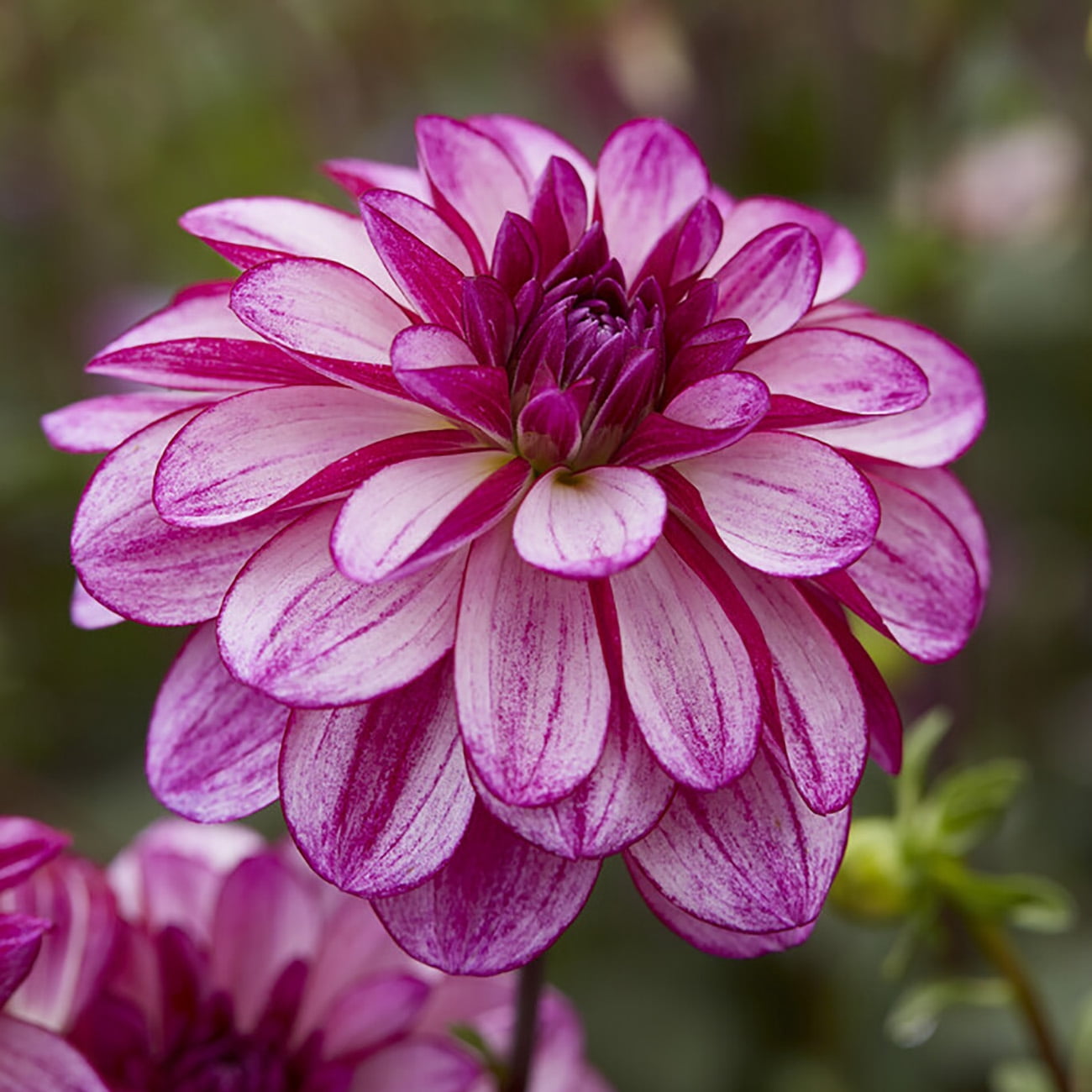 Van Zyverden Dahlias Seductive Arbawinnie Blend, 5 Bulbs, Multi-color, Full Sun, Annual, Flowering
