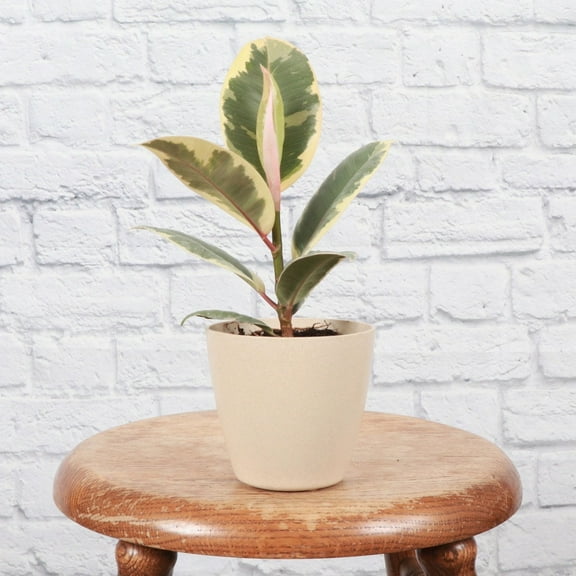 Live Tineke Rubber Plant - 4" Eco Pot - Natural