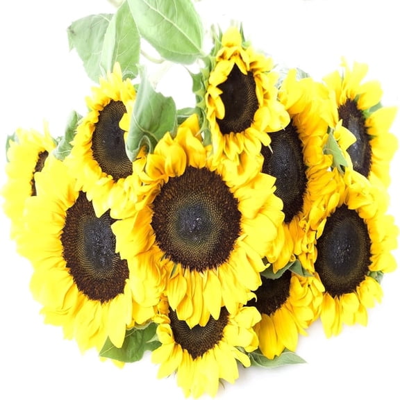 KaBloom : 10 Yellow Sunflowers without vase, Next-Day Delivery, Gift for Every Occasion.