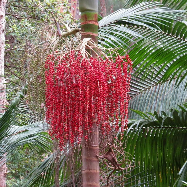 King Palm - Live Plant in a 3 Gallon Growers Pot - Archontophoenix  Alexandrae - Rare Ornamental Palms of Florida