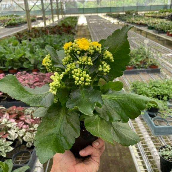 Kalanchoe Yellow Live Plant for Indoor | Different Houseplants in 4'' & 6'' Pot | Real House Plant for Living Room, Office, Desk & Bathroom | Flaming Katy | Kalanchoe blossfeldiana