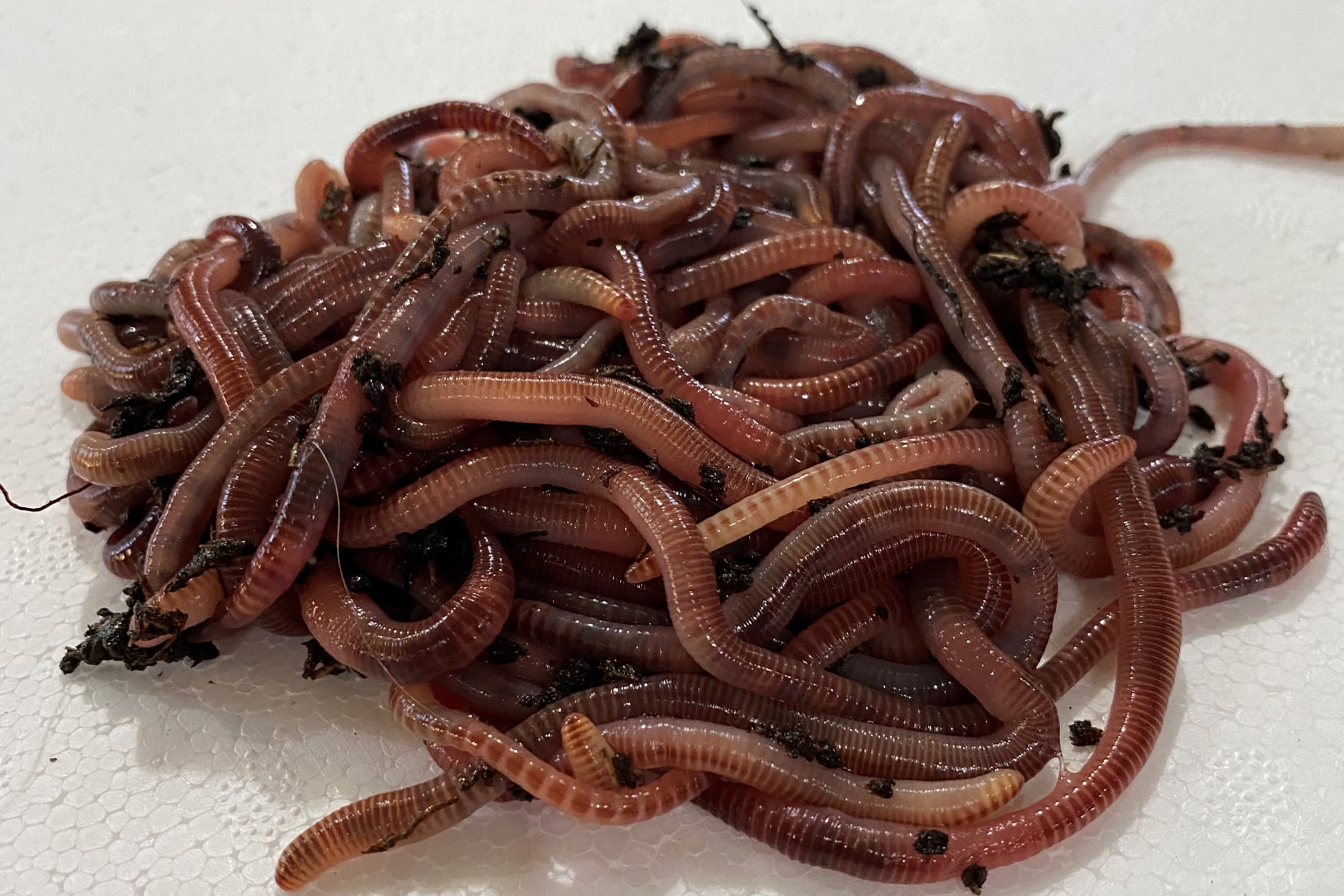 Speedy Worm 100 Count Live European Nightcrawlers they are a 2" 3
