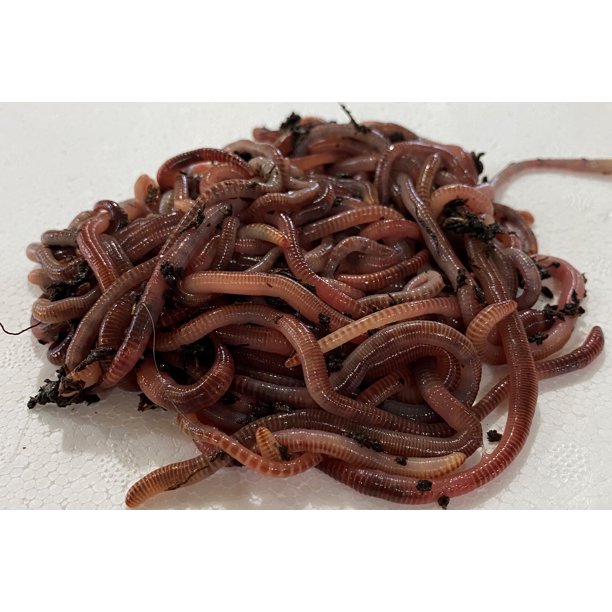 Speedy Worm 1000 Count Live European Nightcrawler They Are a 2" 3