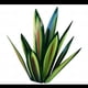 thumbnail image 1 of Agave planta de hierro forjado artesanías tequila decoración del hogar decoración del jardín yeacher  Adorno artesanal, 1 of 5