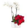 From You Flowers - Opulent Christmas Orchid (Free Pot Included)