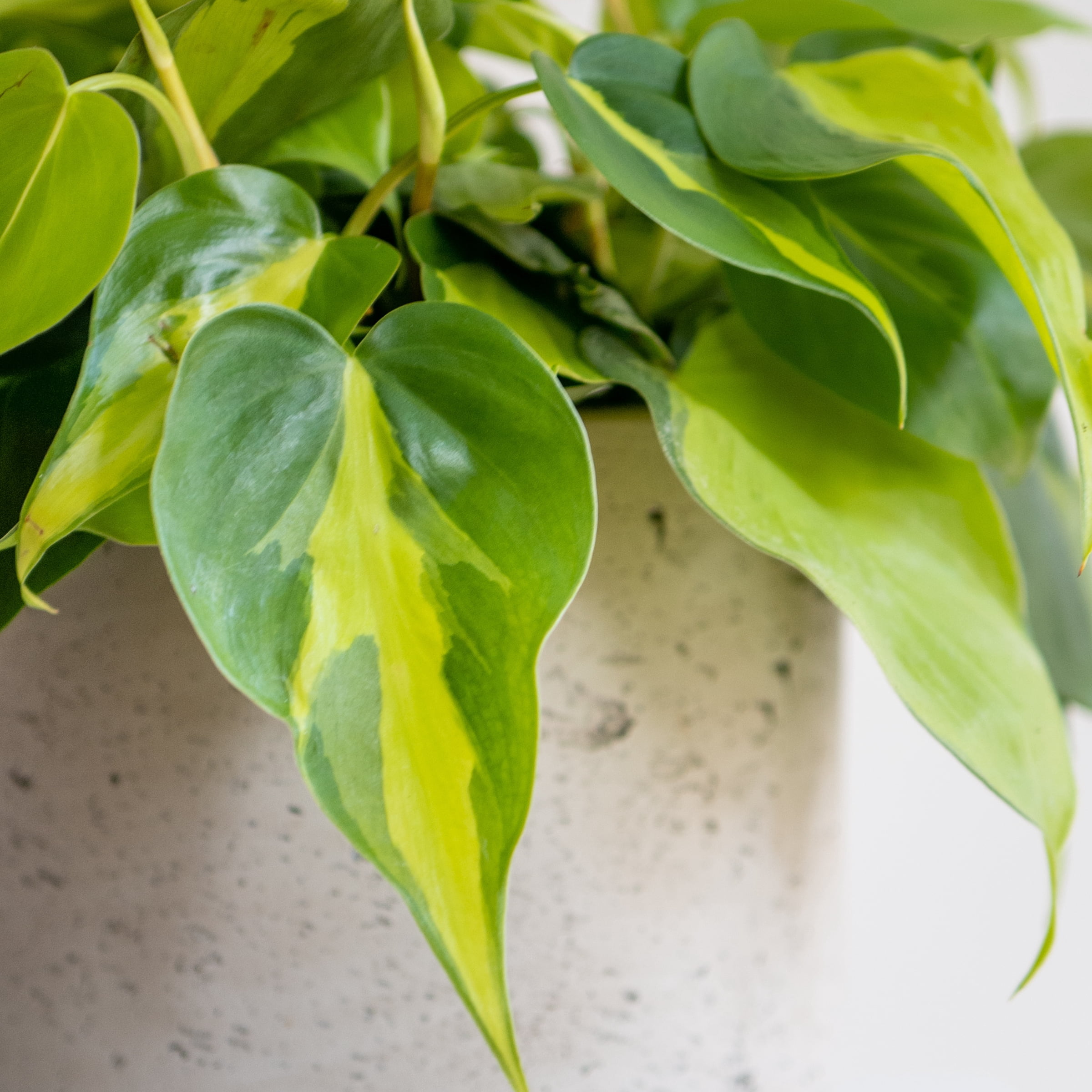 4 in. Philodendron Brasil Live Houseplant with Bright Indirect Sunlight - 3 Piece