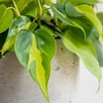 thumbnail image 5 of 6 in. Philodendron Brasil Live Houseplant with Bright Indirect Sunlight-1 Piece, 5 of 6