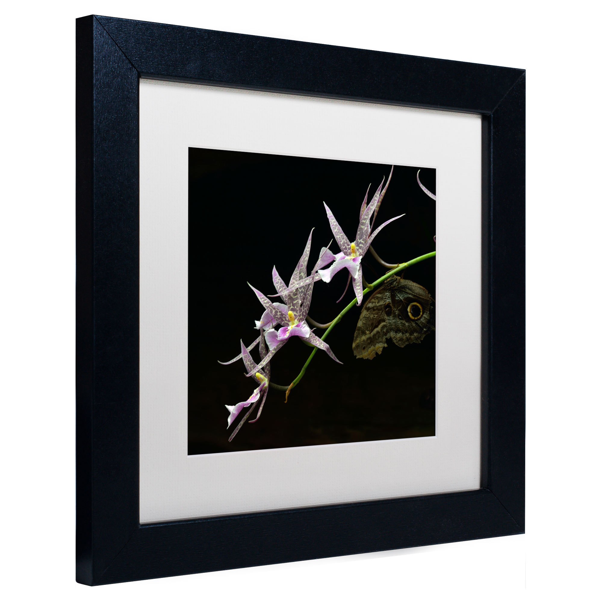 Trademark Fine Art "Spider Orchid and Owl Eye" Canvas Art by Kurt Shaffer, White Matte, Black Frame