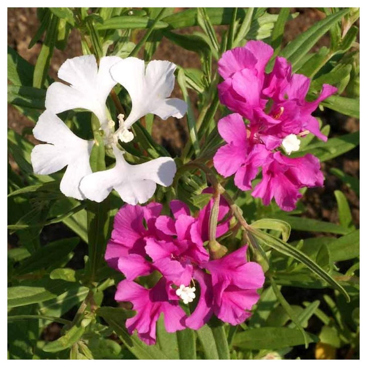 Everwilde Farms - 1 lb Deerhorn Clarkia Native Wildflower Seeds - Gold Vault Bulk Seed Packet