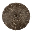 thumbnail image 2 of Acorn Manufacturing DP7PP Artisan Collection Sea Urchin Knob, Antique Pewter, 2 of 3