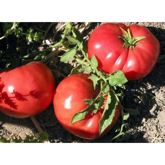 Tomato German Johnson Great Heirloom Garden Vegetable by Seed Kingdom 1 Oz Seeds