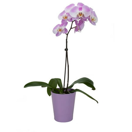 Exotic Angel Plants 5" Phal Orchid In 14