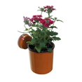 thumbnail image 4 of Wall Mates Push 'N Stay Round Suction Flower and Plant Holder, 4 of 5