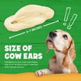 thumbnail image 4 of FETCHERONI Whole Cow Ears for Dogs - Single Ingredient and Grass-Fed Cow Ears Treat - Dehydrated Thick Cut Dog Chews for Puppies or Large Breed, Not Bleached and Contains No Preservatives, Pack of 15, 4 of 6