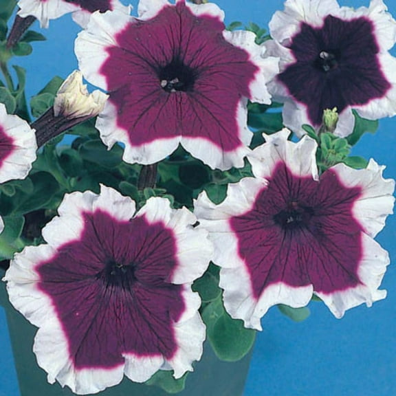 Petunia Seeds - Hulahoop Blue F1 Variety Seeds - Non-GMO - 500 Seeds